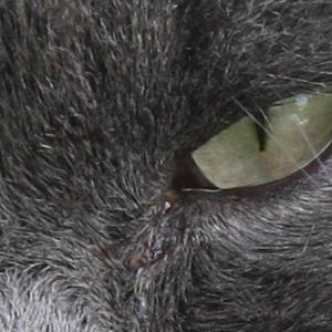 Сигаретный кот